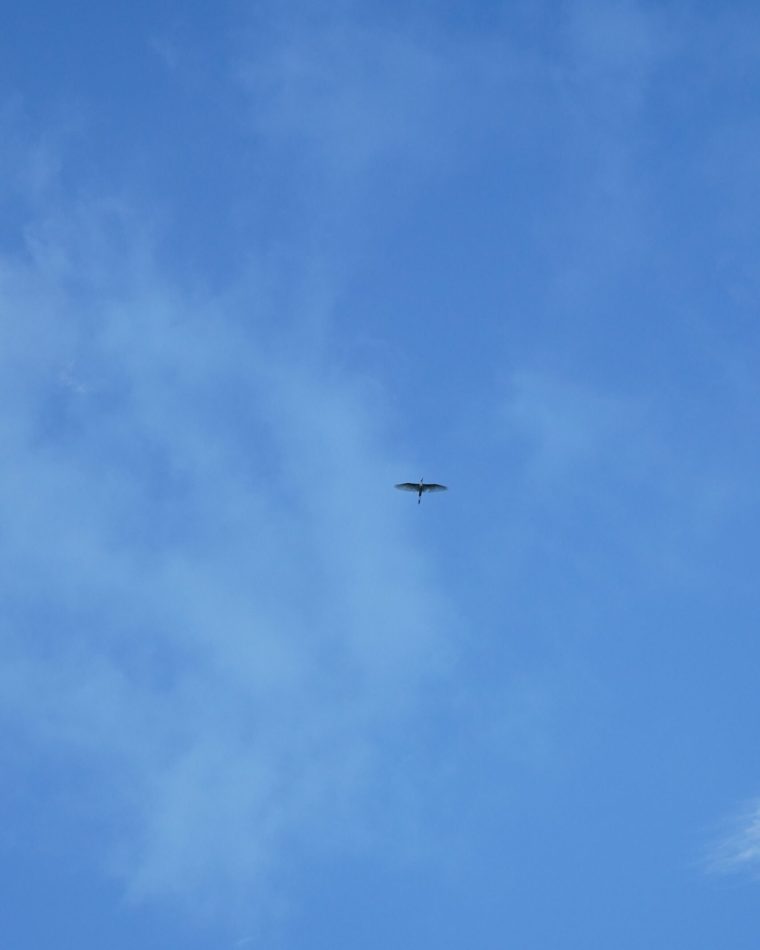 DSC02829 DSC02829